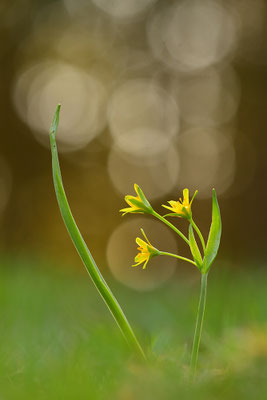 Waldgoldstern