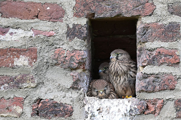 Turmfalke Jungvögel