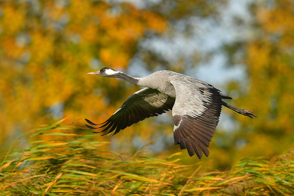 Kranich Im Flug