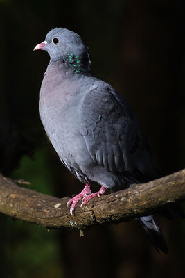 Hohltaube
