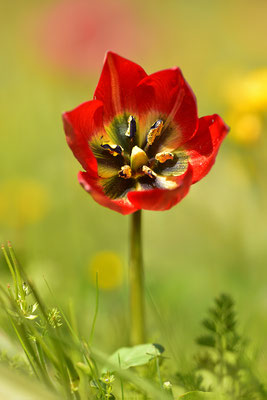 Rote Kretische Tulpe