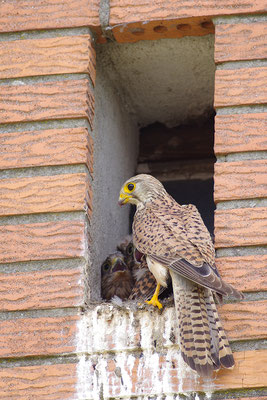 Turmfalke Weibchen mit Jungen am Nest
