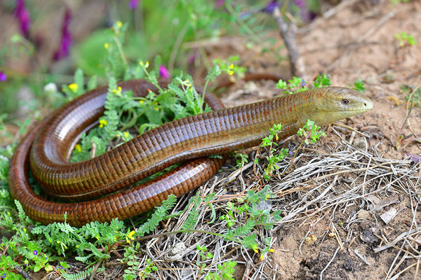 Scheltopusik