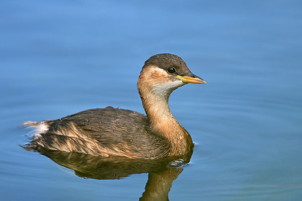 Zwergtaucher