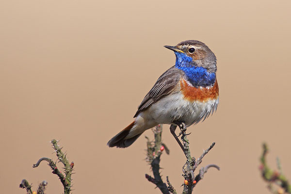 Blaukehlchen