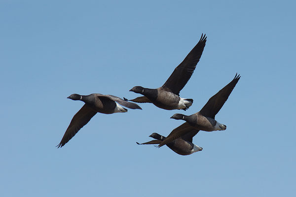 Ringelgans im Flug