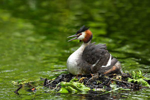 Haubentaucher am Nest