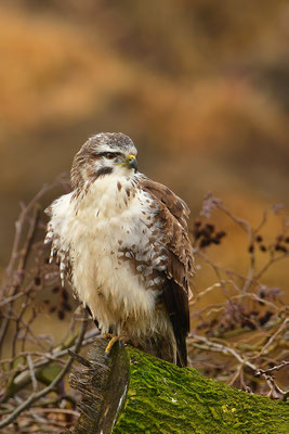 Mäusebussard