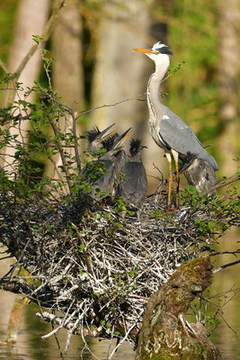 Graureiher am Nest mit Jungvögeln