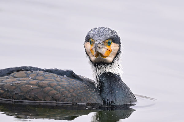 Kormoran