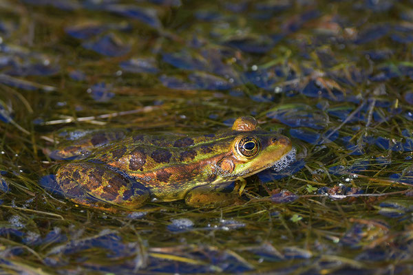 Epirus-Frosch