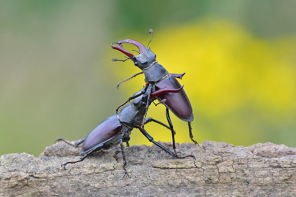 Hirschkäfer Kampf zweier Männchen