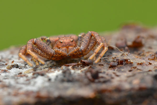 Krabbenspinne
