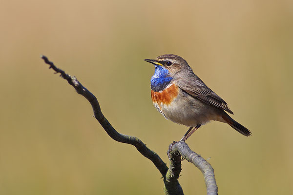 Blaukehlchen