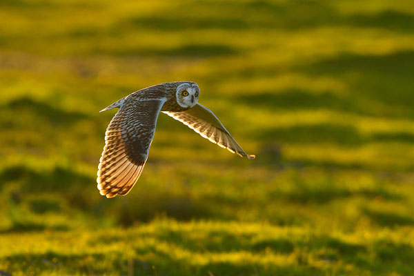 Sumpfohreule im Flug