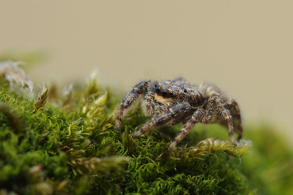 Springspinne
