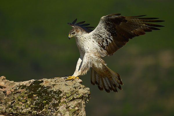 Habichtsadler