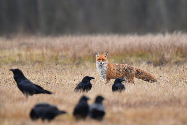 Kolkraben mit Fuchs