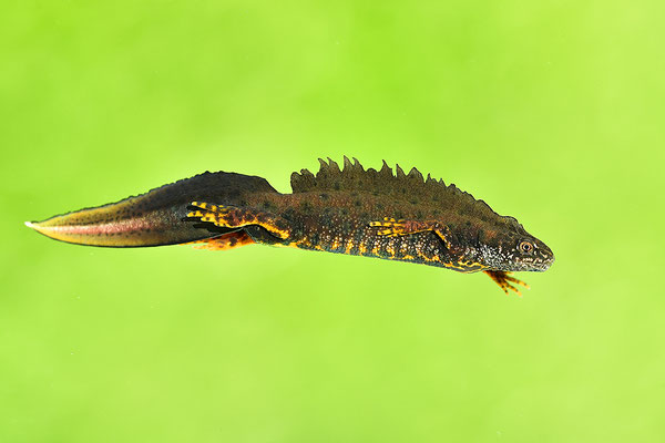 Kammmolch Männchen