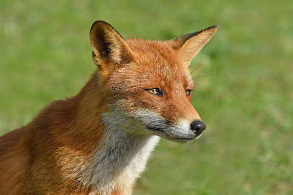 Fuchs