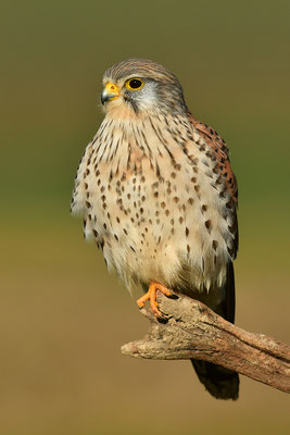 Turmfalke