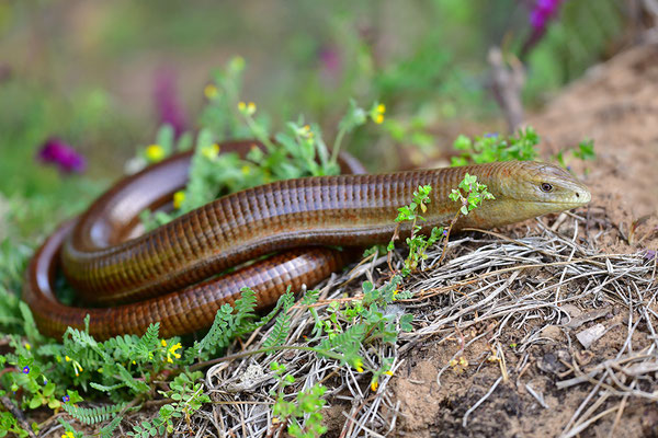 Scheltopusik 