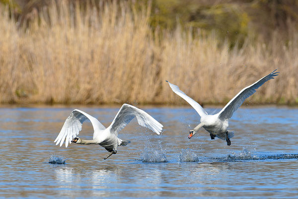 Höckerschwäne im Flug