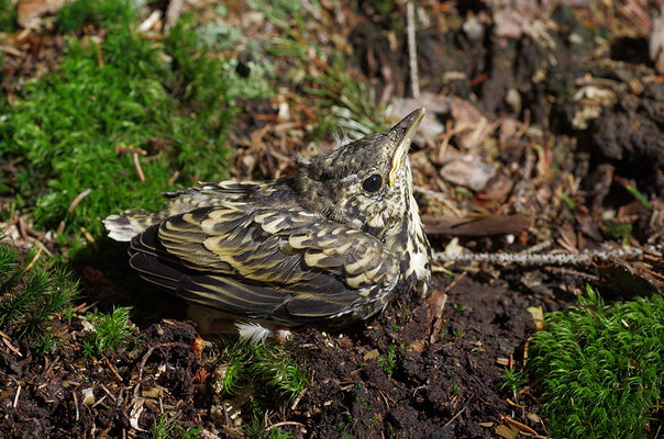 Misteldrossel Jungvogel