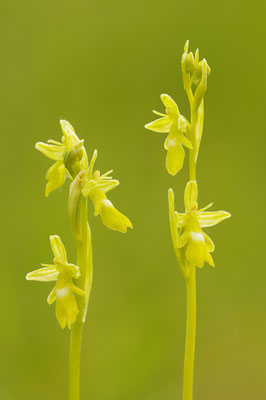 Gelbe Fliegenragwurz flavescens