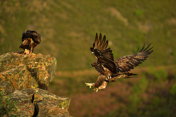 Steinadler