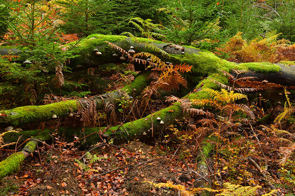 Urwald Nationalpark Eifel