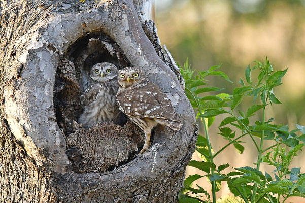 Steinkauz Altvogel mit Jungvogel