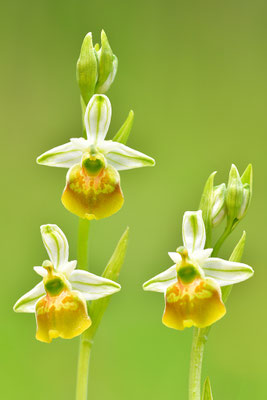 Gelbe Hummelragwurz flavescens
