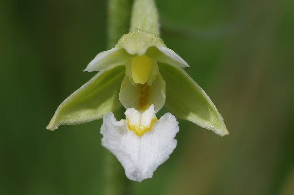 Sumpfstendelwurz Albino