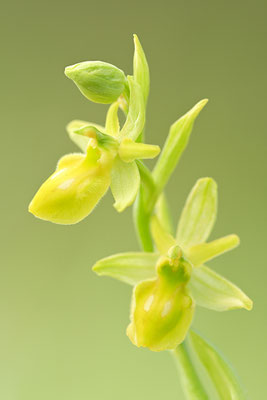 Gelbe Spinnenragwurz flavescens
