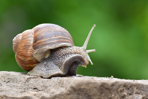 Weinbergschnecke