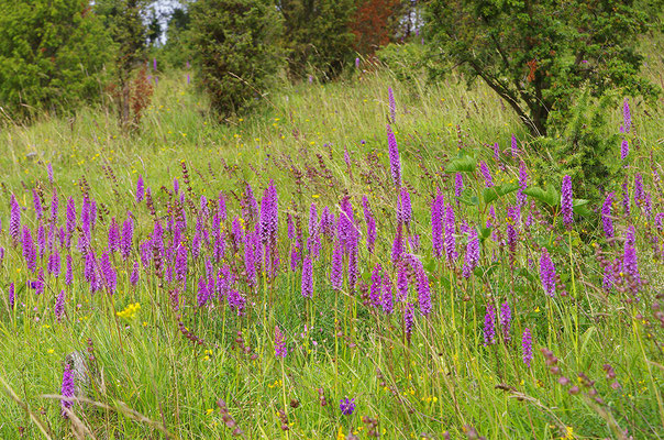 Mückenhändelwurz