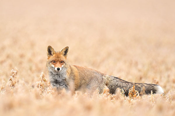 Fuchs
