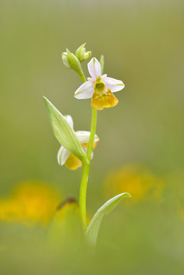 Gelbe Hummelragwurz flavescens