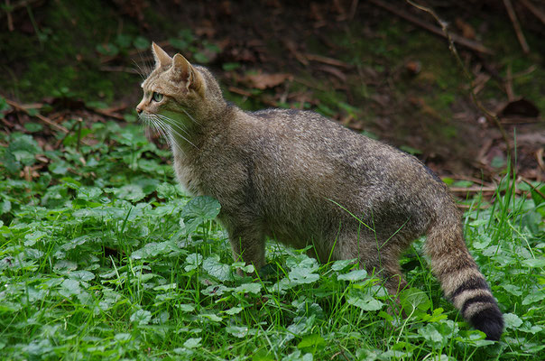 Wildkatze