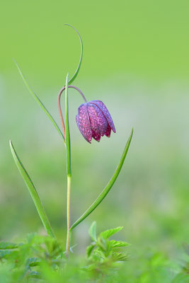 Schachbrettblume