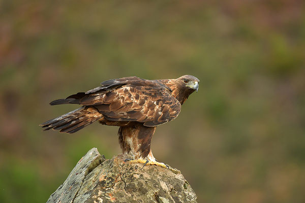 Steinadler