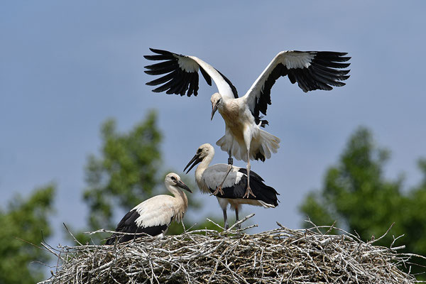 Weißstorch Jungvögel am Nest