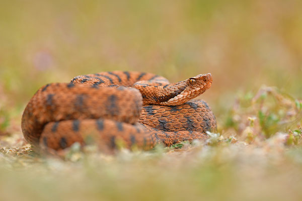 Aspisviper