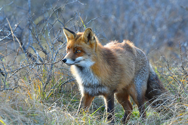 Fuchs im Gegenlicht