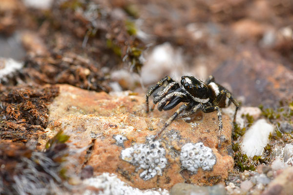 Zebraspringspinne Männchen