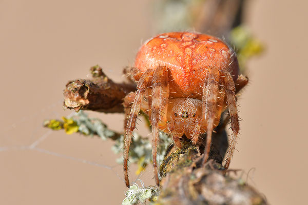 Vierfleckkreuzspinne