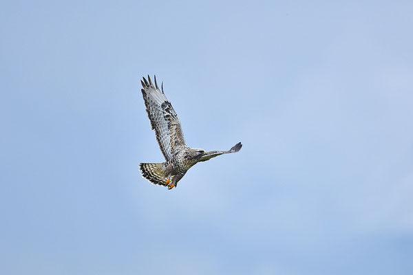 Rauhfußbussard