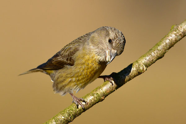 Kiefernkreuzschnabel Weibchen