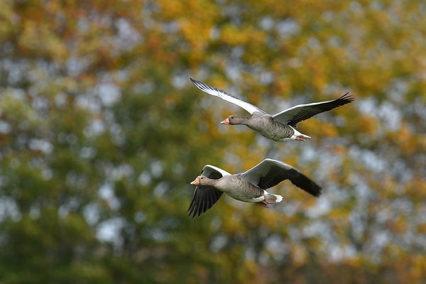 Kranich im Flug